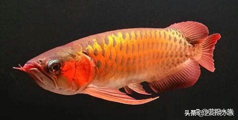銀龍魚 紅龍魚（銀龍魚和紅龍魚在外觀、性格和飼養要求等方面都有所不同）