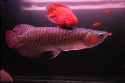 銀龍魚 紅龍魚（銀龍魚和紅龍魚在外觀、性格和飼養要求等方面都有所不同）