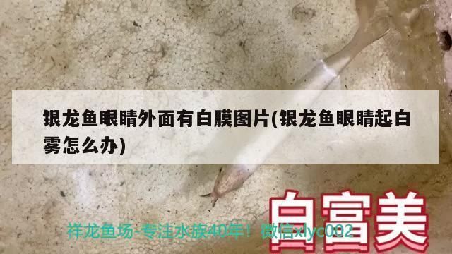 銀龍魚蒙眼用黃粉管用嗎：銀龍魚蒙眼病使用黃粉治療銀龍魚蒙眼病的方法是什么