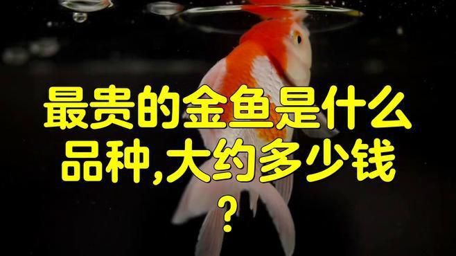 名貴金魚品種