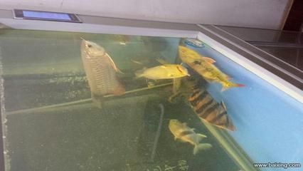 一條金龍魚六條虎魚好不好（金龍魚與虎魚混養的風水原則） 一條金龍魚六條虎魚好不好（金龍魚與虎魚混養的風水原則） 龍魚百科 第1張