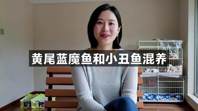 可以和小丑魚一起養(yǎng)的魚