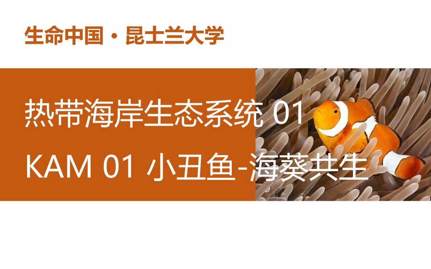 可以和小丑魚一起養的魚 可以和小丑魚一起養的魚 龍魚百科 第5張