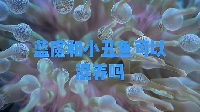 可以和小丑魚一起養的魚 可以和小丑魚一起養的魚 龍魚百科 第4張
