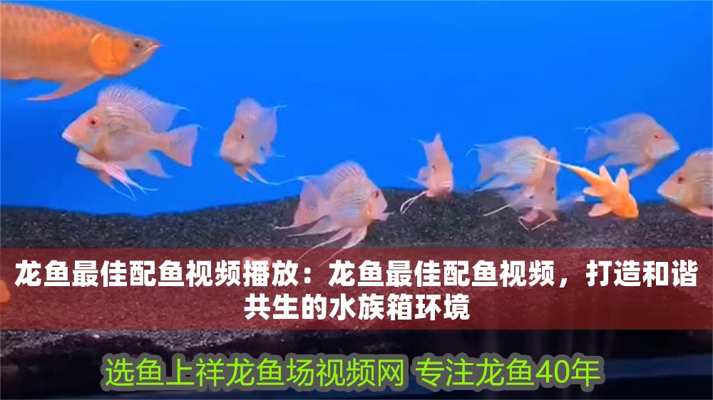 龍魚最佳配魚視頻播放：龍魚最佳配魚視頻，打造和諧共生的水族箱環(huán)境