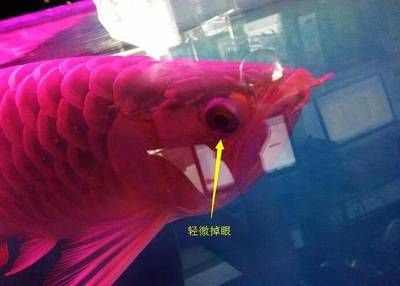 龍魚的霸氣說說搞笑版:龍魚的“時尚”品味,龍魚的霸氣說說搞笑版 龍魚百科 第1張 龍魚的霸氣說說搞笑版:龍魚的“時尚”品味,龍魚的霸氣說說搞笑版 龍魚的霸氣說說搞笑版:龍魚的“時尚”品味,龍魚的霸氣說說搞笑版 龍魚百科 第1張