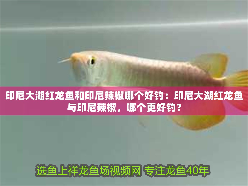 印尼大湖紅龍魚和印尼辣椒哪個好釣：印尼大湖紅龍魚與印尼辣椒，哪個更好釣？