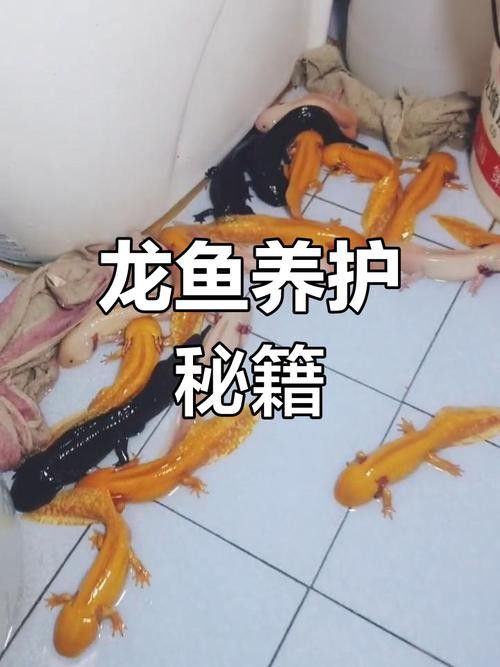 如何預(yù)防紅龍蒙眼病的發(fā)生？