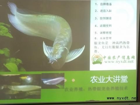 銀龍魚苗適宜pH值范圍：銀龍魚苗最佳飼養水溫 銀龍魚苗適宜pH值范圍：銀龍魚苗最佳飼養水溫 龍魚百科 第4張