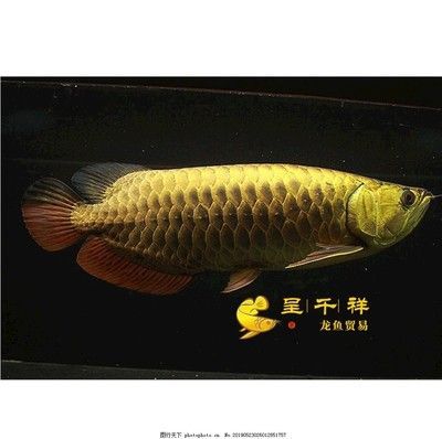 \"龍魚炮彈頭是一種特定的龍魚頭型：\"龍魚炮彈頭\"是一種特定的龍魚頭型