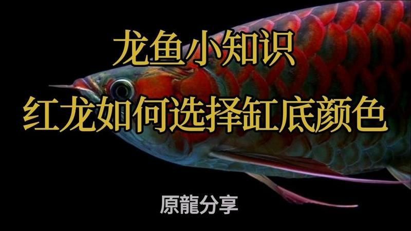 綠皮還是藍底紅龍好 綠皮還是藍底紅龍好 龍魚百科 第7張