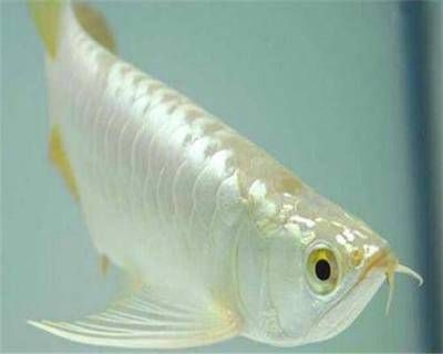 紅龍魚50公分多少錢（紅龍魚50公分多少錢一條）