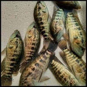 龍魚魚苗批發市場在哪個位置（龍魚魚苗批發市場位置）