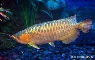 紅龍魚用什么燈發色好：紅龍魚發色最好的燈光應該是3000-4500k之間的暖白色led燈管