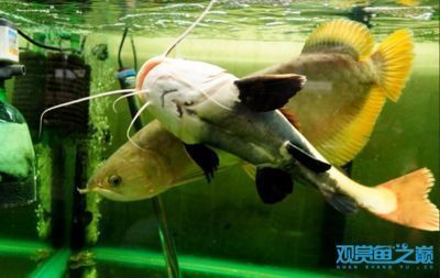 龍魚翻身是什么原因造成的：如何預防龍魚翻腮
