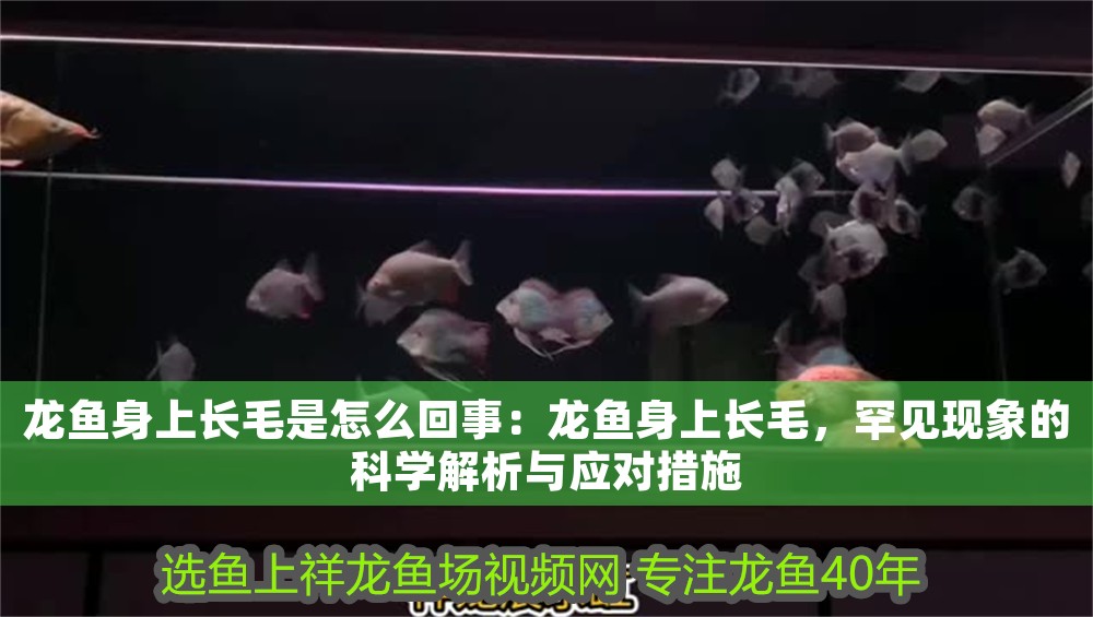 龍魚身上長毛是怎么回事：龍魚身上長毛，罕見現象的科學解析與應對措施