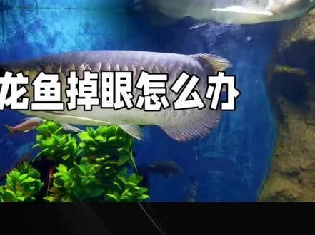 金龍魚爛嘴撞破了怎么處理