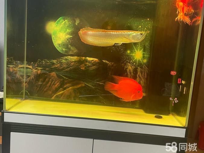 二手紅龍魚轉讓信息