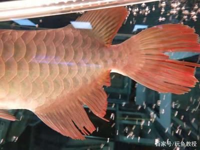 如何讓龍魚不怕人（龍魚不怕人怎么辦）