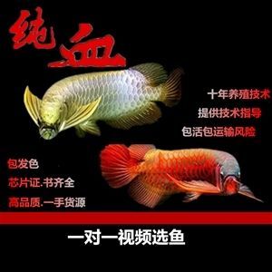 龍魚鯉魚：龍魚與鯉魚的區別