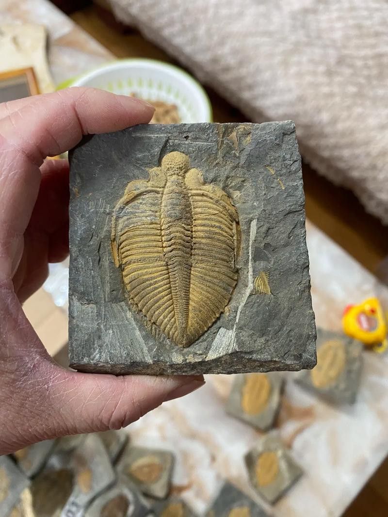 金龍魚是遠古魚嗎圖片