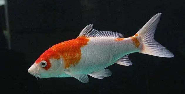 魚腸炎一般禁食幾天 魚腸炎一般禁食幾天 龍魚百科 第11張