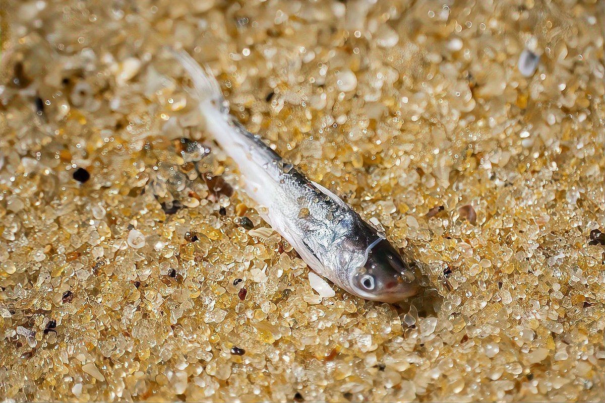 魚腸炎一般禁食幾天 魚腸炎一般禁食幾天 龍魚百科 第13張
