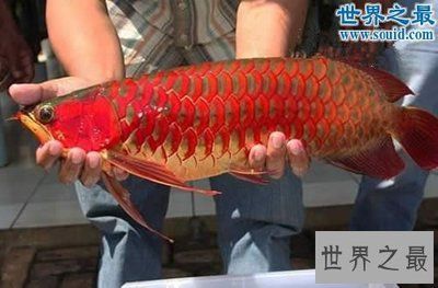 紫艷龍魚水質要求（紫艷龍魚對于水質的要求） 紫艷龍魚水質要求（紫艷龍魚對于水質的要求） 龍魚百科 第4張