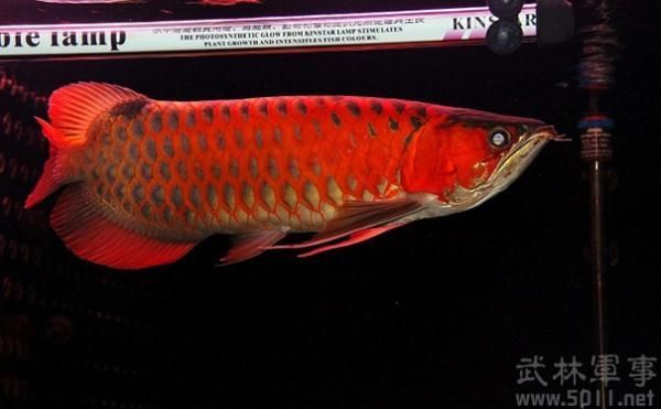 紫艷龍魚水質要求（紫艷龍魚對于水質的要求） 紫艷龍魚水質要求（紫艷龍魚對于水質的要求） 龍魚百科 第2張