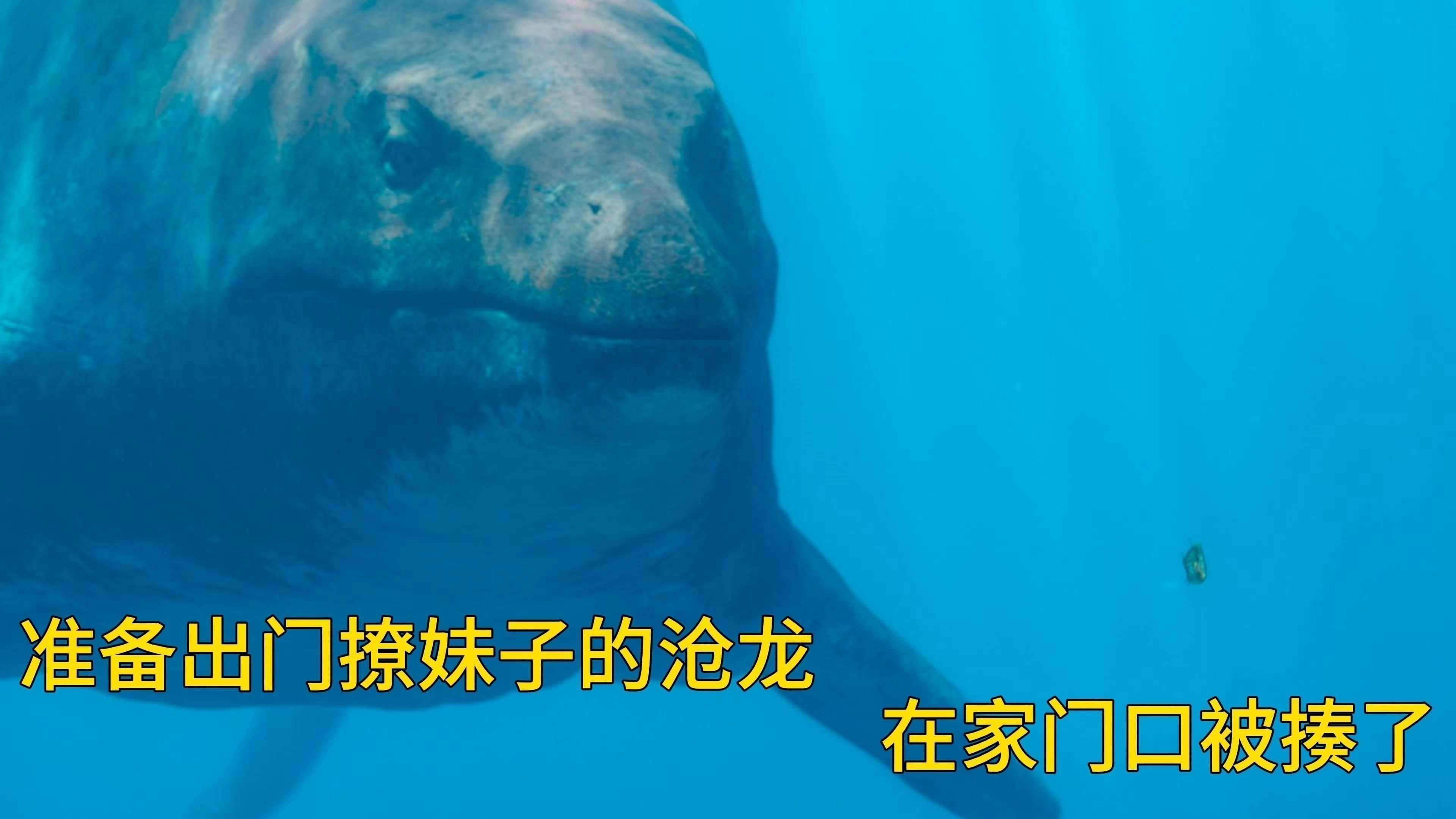 霍夫曼滄龍和海王龍哪個更稀有？