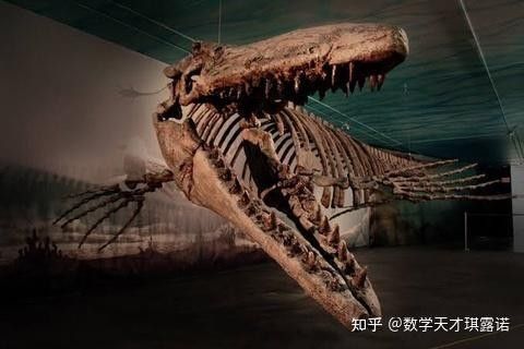 霍夫曼滄龍和海王龍哪個更稀有？