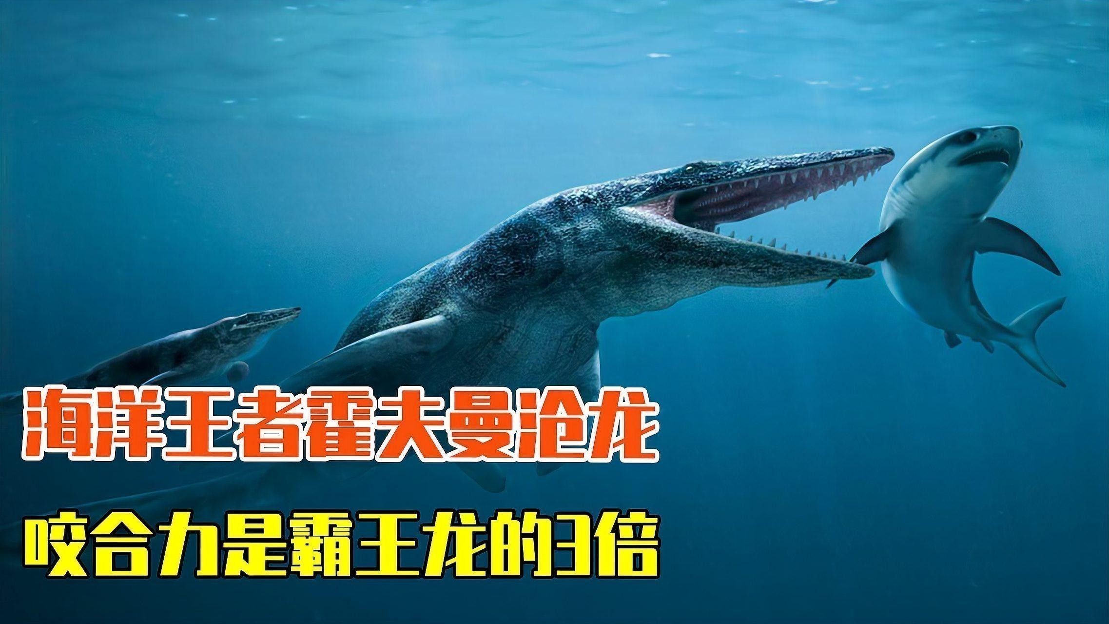 霍夫曼滄龍和海王龍哪個更稀有？