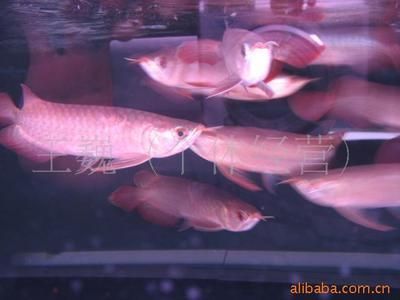 龍魚批發價格查詢：龍魚批發價格波動原因如何辨別龍魚品質優劣