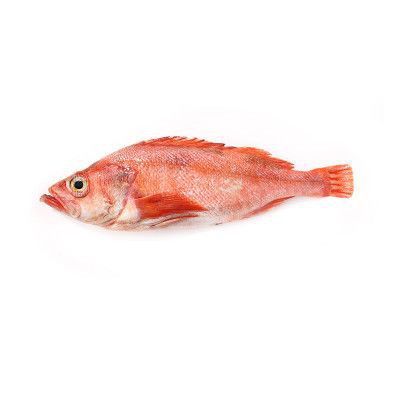美國大眼班魚最怕三種東西