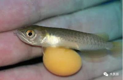 黑帶龍魚成體：關(guān)于黑帶龍魚成體特征的詳細介紹