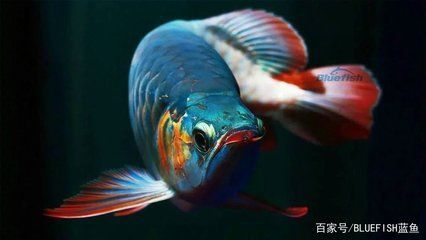 黑帶龍魚成體：關(guān)于黑帶龍魚成體特征的詳細介紹