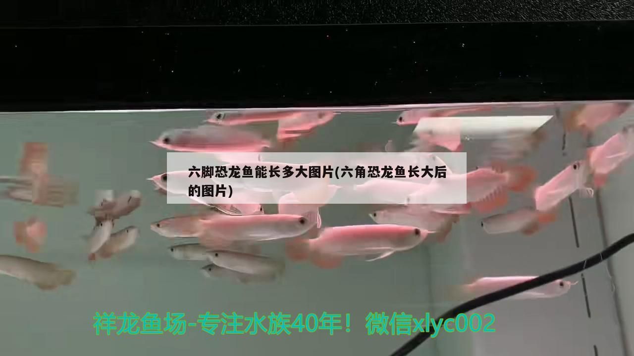 六腳恐龍魚能長多大圖片(六角恐龍魚長大后的圖片)