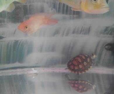 帝王三間可以和龍魚混養嗎：帝王三間和龍魚可以混養嗎帝王三間可以混養嗎