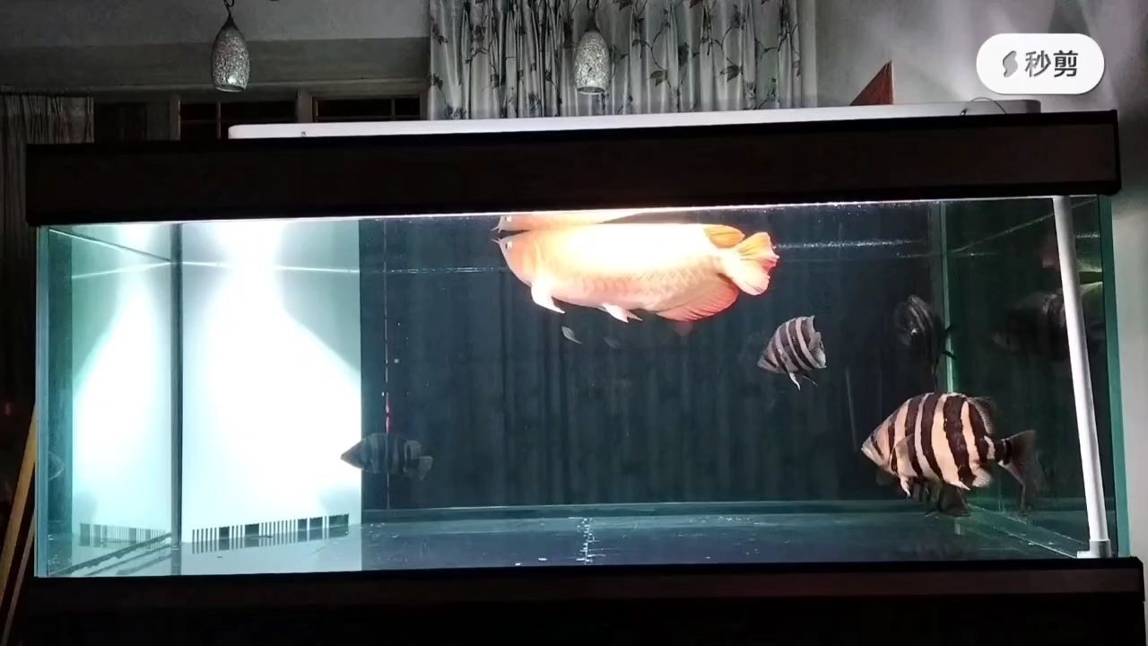 巧克力紅龍魚價(jià)格多少：巧克力紅龍魚價(jià)格多少巧克力紅龍魚價(jià)格多少 巧克力紅龍魚價(jià)格多少：巧克力紅龍魚價(jià)格多少巧克力紅龍魚價(jià)格多少 龍魚百科 第1張