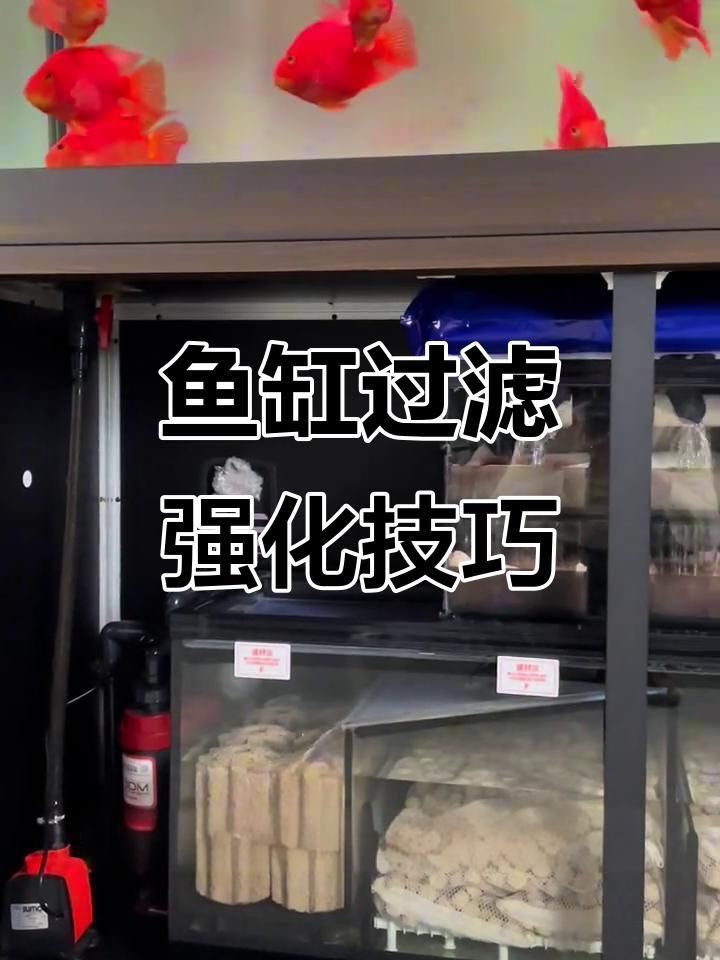 如何增強60升魚缸的過濾效果？
