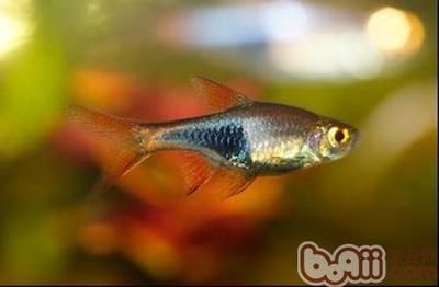 觀賞魚飼料選擇要點：觀賞魚飼料及牌推薦