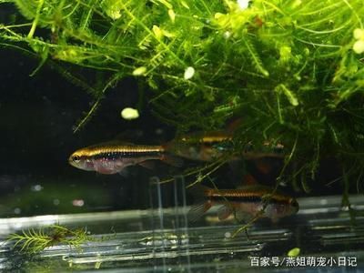 觀賞魚飼料選擇要點：觀賞魚飼料及牌推薦