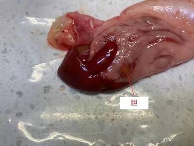 金龍魚吃什么食物長得快：金龍魚吃什么長得快 金龍魚吃什么食物長得快：金龍魚吃什么長得快 龍魚百科 第7張
