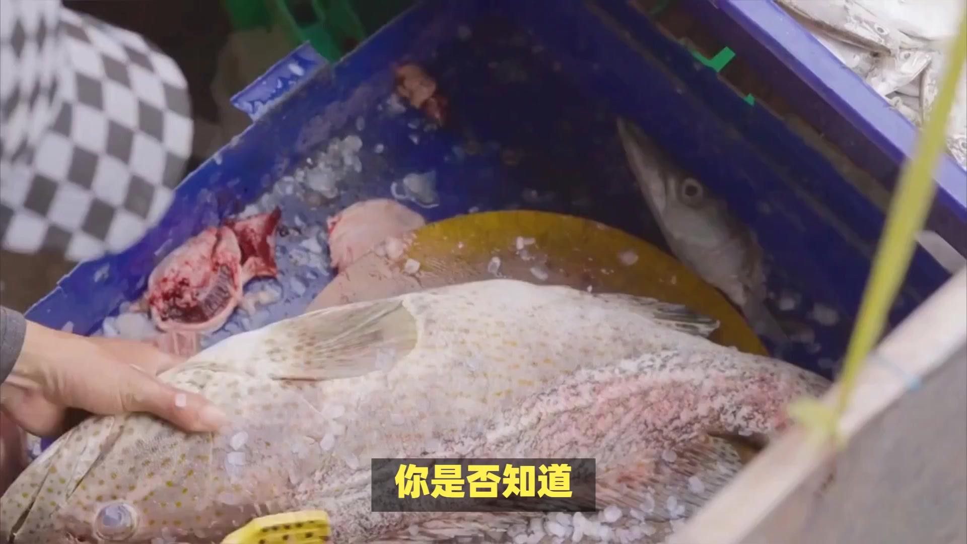 紅龍和金龍哪個更值錢？