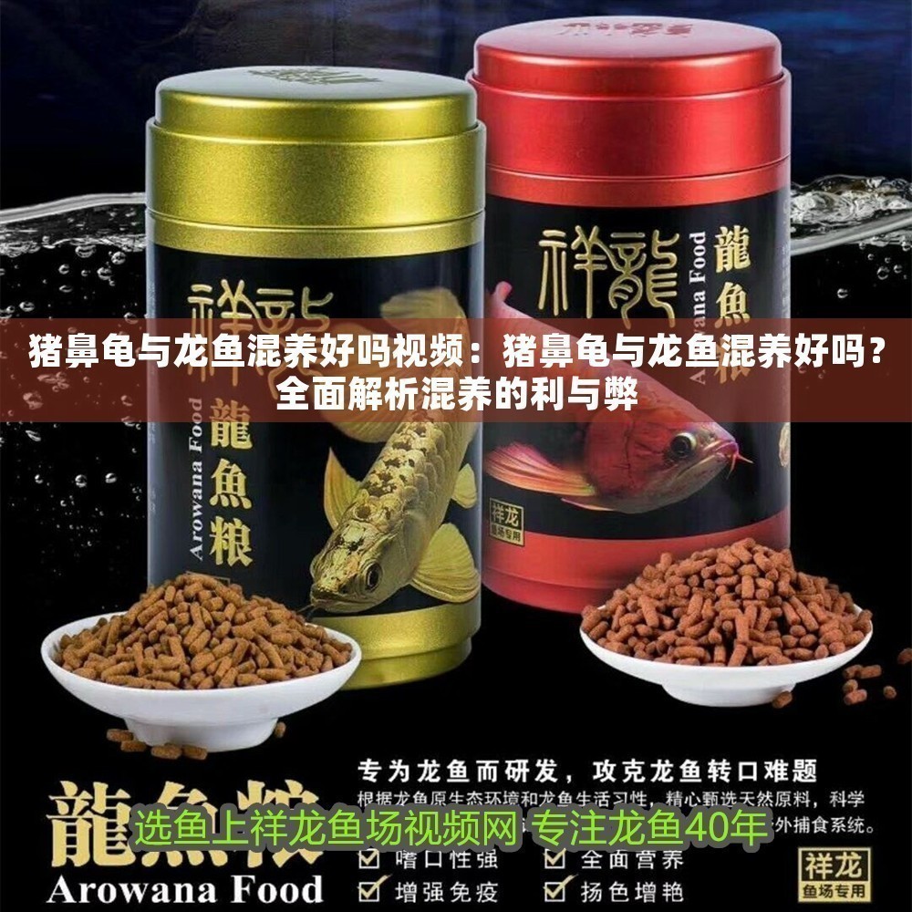 豬鼻龜與龍魚混養好嗎視頻：豬鼻龜與龍魚混養好嗎？全面解析混養的利與弊