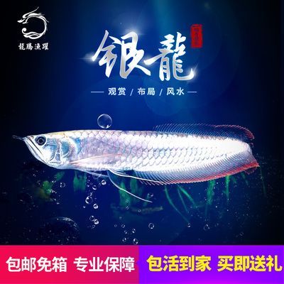 銀龍魚(yú)風(fēng)水布局的最佳位置：銀龍魚(yú)風(fēng)水布局影響財(cái)運(yùn)嗎