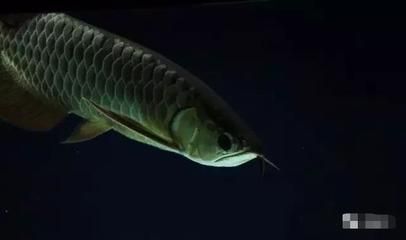 龍魚貼吧，龍魚吧百度貼吧百度貼吧論壇是一個關于龍魚的主題討論區