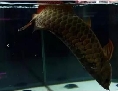 龍魚貼吧，龍魚吧百度貼吧百度貼吧論壇是一個關于龍魚的主題討論區