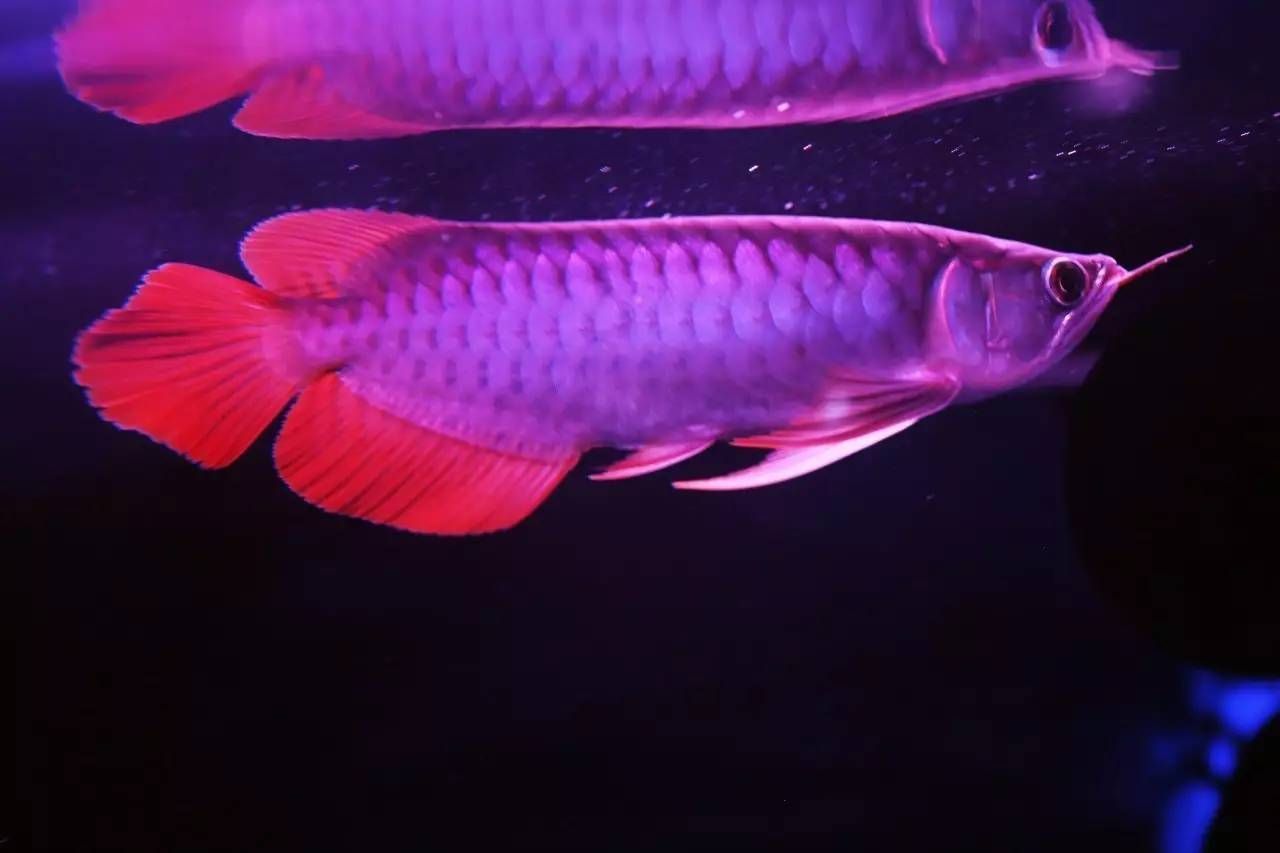 龍魚翹頭垂尾什么原因：龍魚翹頭垂尾可能是由于多種原因引起的，龍魚翹頭垂尾可能是什么