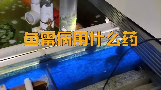 如何治療龍魚的黑霉病？ 如何治療龍魚的黑霉病？ 龍魚百科 第2張